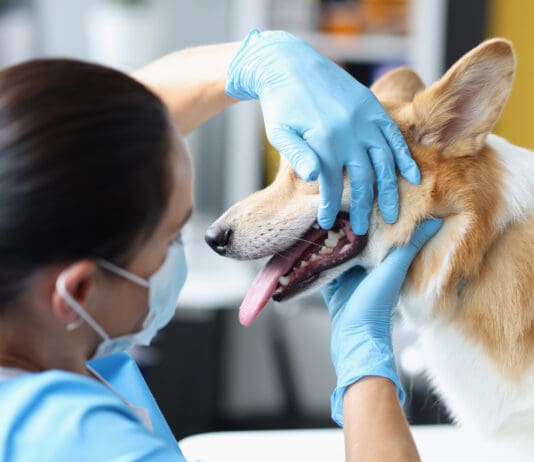 A dog tooth abscess is a serious condition that requires medical attention.