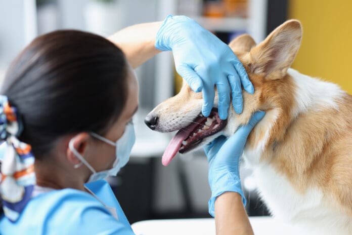 A dog tooth abscess is a serious condition that requires medical attention.