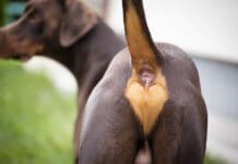 Anal glands in dogs