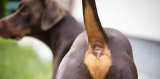 Anal glands in dogs