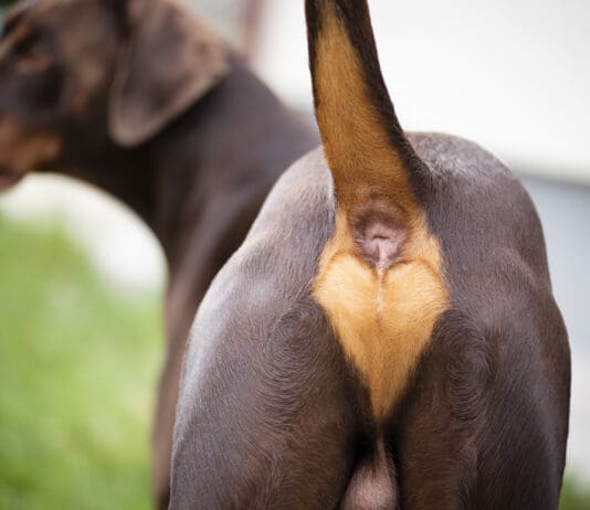 Anal glands in dogs