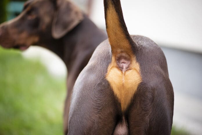 Anal glands in dogs