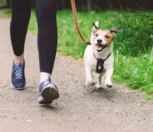 Walks and other activities are good mental stimulation for dogs.