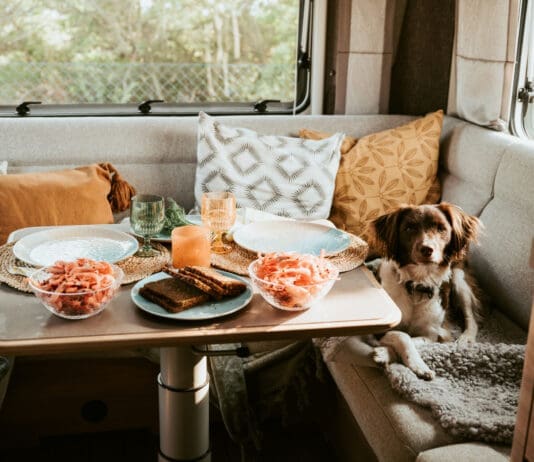 Dogs can eat shrimp, but there are some caveats.