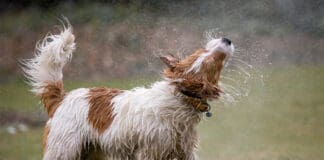 Dog ear infections can occur follow water in the ear.