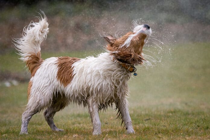 Dog ear infections can occur follow water in the ear.