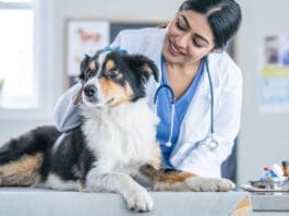 Early detection is important in treating kidney disease in dogs.