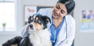 Early detection is important in treating kidney disease in dogs.