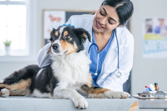 Early detection is important in treating kidney disease in dogs.