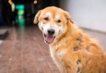 Dealing with a dog's crusty skin condition can be unpleasant.