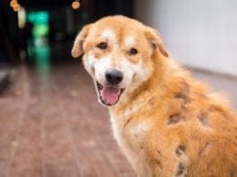 Dealing with a dog's crusty skin condition can be unpleasant.