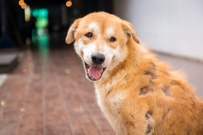 Dealing with a dog's crusty skin condition can be unpleasant.