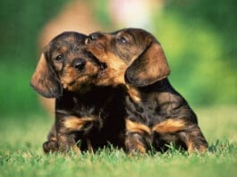 Where to Buy Dogs If you are looking to buy dogs be sure it is from an ethical breeder.