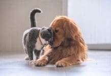 Dogs can be allergic to cats, more specifically their dander.