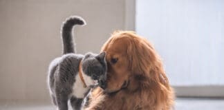 Dogs can be allergic to cats, more specifically their dander.