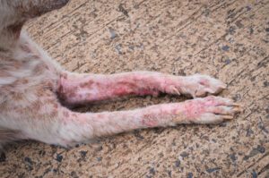 Mites cause scabies which is a distinct and disfiguring dog skin condition.