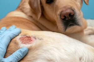 Yeast infections are a common dog skin infection that can be hard to cure.