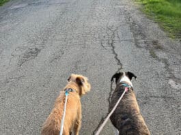 Well trained dogs make leash walking a calm and relaxed time.