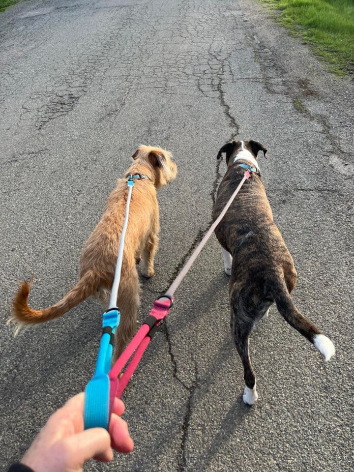 Well trained dogs make leash walking a calm and relaxed time.