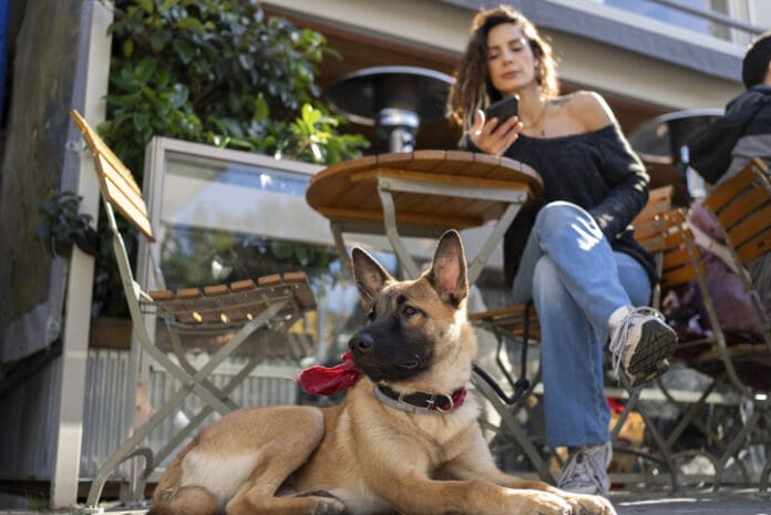 A dog sits attentively under a table at an outdoor cafe.