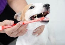 Brushing a short haired dog's teeth.