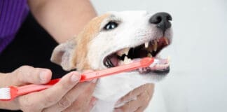 Brushing a short haired dog's teeth.