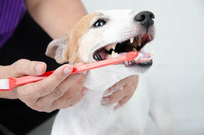 Brushing a short haired dog's teeth.