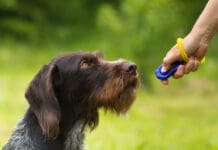 A dog being trained with a clicker.