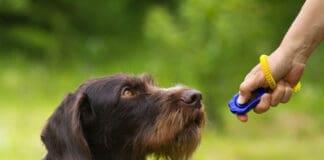 A dog being trained with a clicker.