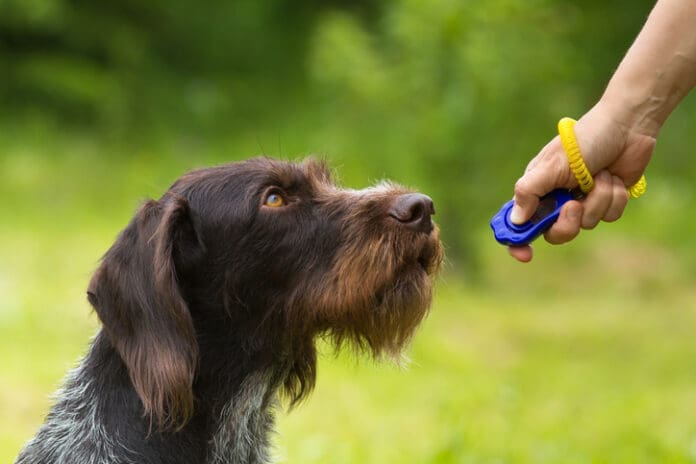 A dog being trained with a clicker.