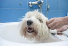 A homemade flea shampoo for dogs can be an effective treatment.