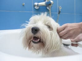 A homemade flea shampoo for dogs can be an effective treatment.