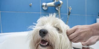 A homemade flea shampoo for dogs can be an effective treatment.