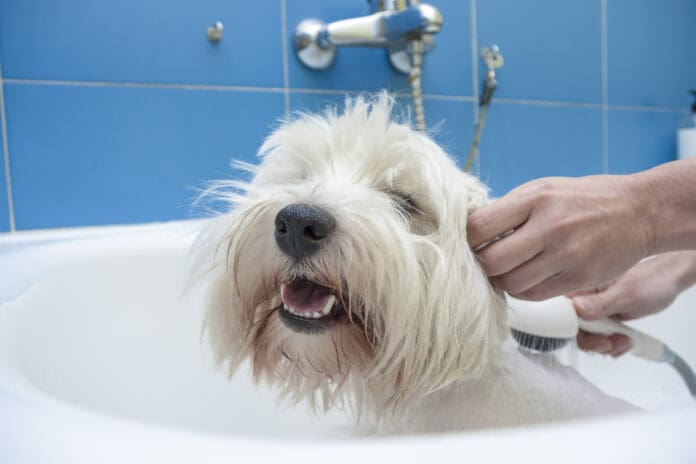 A homemade flea shampoo for dogs can be an effective treatment.