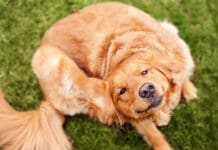 A golden retriever scratching their ear.