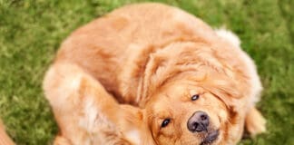 A golden retriever scratching their ear.