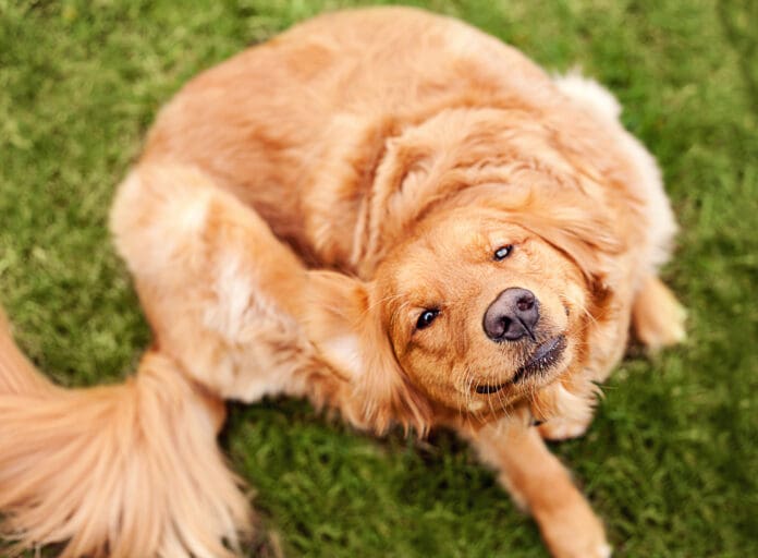 A golden retriever scratching their ear.