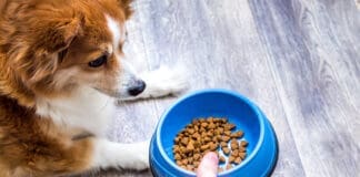 Dog food with probiotics can help support your dog's health.