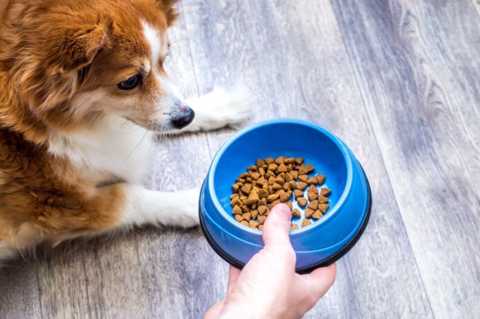 Dog food with probiotics can help support your dog's health.