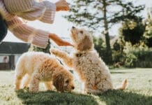 Littermate syndrome happens when one puppy receives more attention leading the other to look to their littermate for guidance.