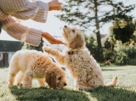 Littermate syndrome happens when one puppy receives more attention leading the other to look to their littermate for guidance.