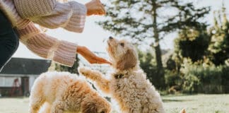 Littermate syndrome happens when one puppy receives more attention leading the other to look to their littermate for guidance.