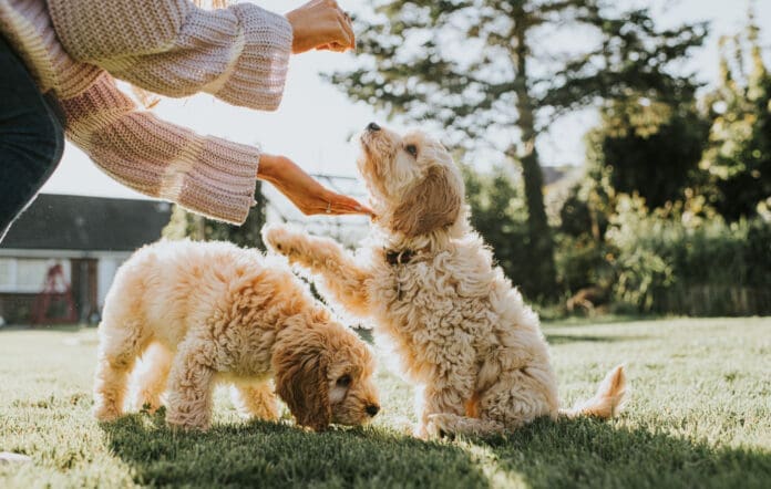 Littermate syndrome happens when one puppy receives more attention leading the other to look to their littermate for guidance.