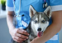 Pet insurance and wellness plans can provide some needed help when your dog is sick.