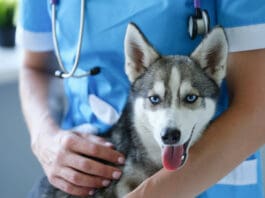Pet Insurance vs. Wellness Plans Pet insurance and wellness plans can provide some needed help when your dog is sick.