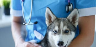 Pet insurance and wellness plans can provide some needed help when your dog is sick.