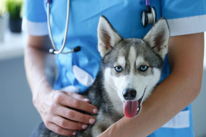 Pet insurance and wellness plans can provide some needed help when your dog is sick.