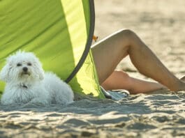 Heat Exhaustion in Dogs Providing your dog with shade can help avoid heat exhaustion.