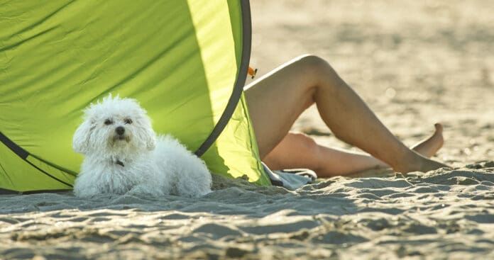 Providing your dog with shade can help avoid heat exhaustion.