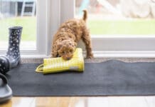 Puppy proofing your house can help to save shoes, drapes, and other important items.